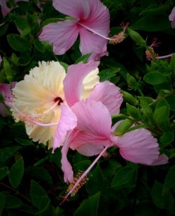 Close-up of pink flowers