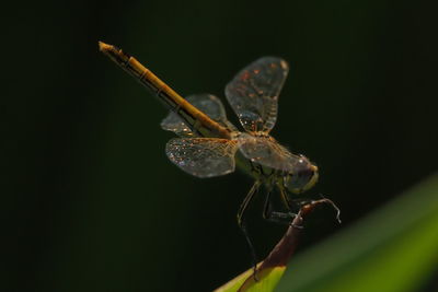 Close-up of insect