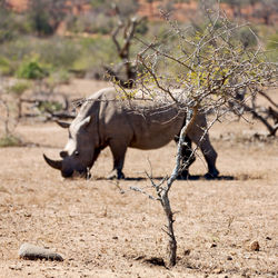 Side view of horse on field