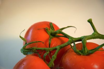 Close-up of red chili peppers