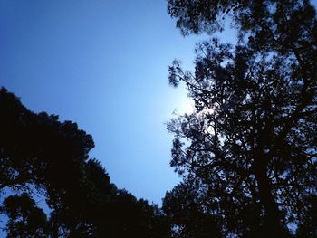 Low angle view of silhouette trees against clear blue sky
