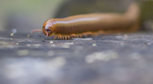 Close-up millipede animal
