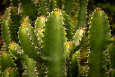 Close-up of plant cactus 
