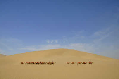 Camel traders