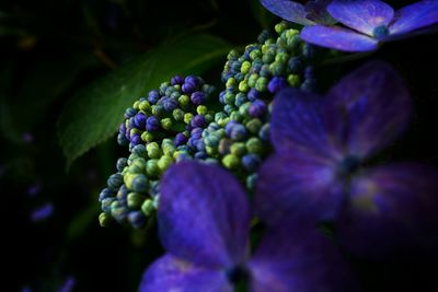 Close-up of purple hydrangeas and buds