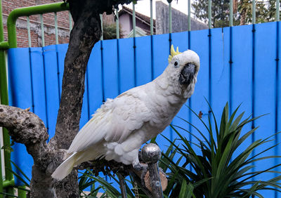 Close-up of parrot perching on tree