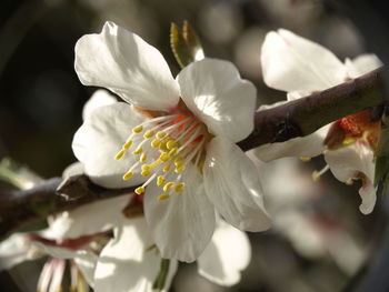 Close-up of white flower