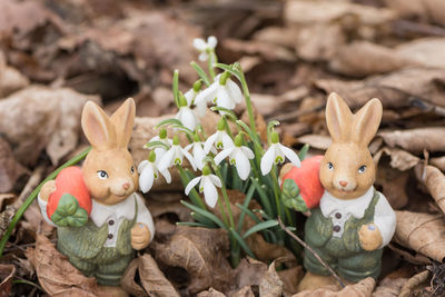 Close-up of various flowers
