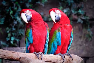 Close-up of parrot perching on branch