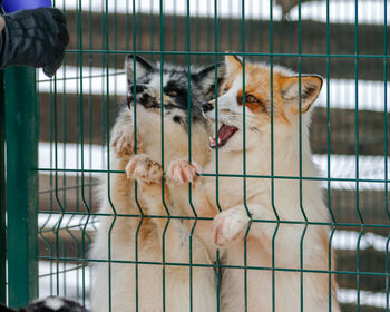 Two cats in cage