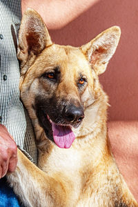 Portrait of dog sticking out tongue