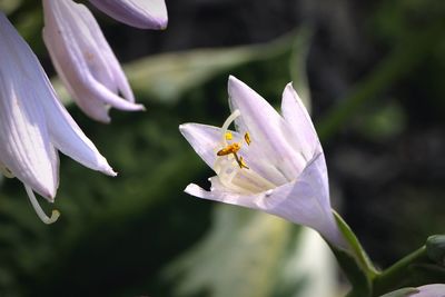 Close-up of bee pollinating flower