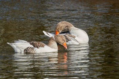 Swan swimming in lake