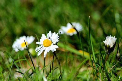 Close-up of white flowering plant on field