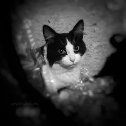 Close-up portrait of cat relaxing at home