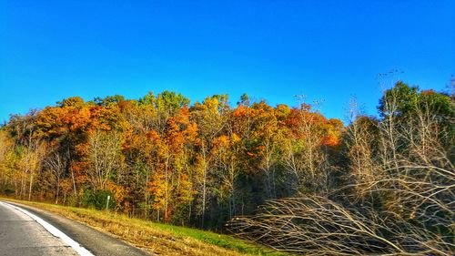 Plants by road against clear blue sky during autumn