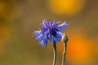 Close-up of purple flowering plant