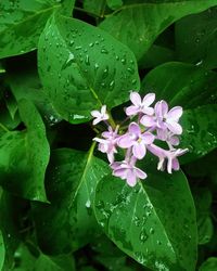 Close-up of wet purple flowering plant during rainy season