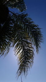 Low angle view of palm tree against clear sky