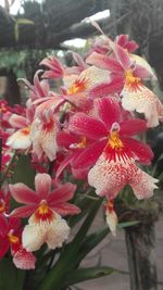 Close-up of red flowers blooming outdoors