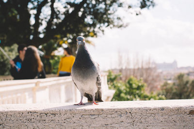 Pigeon perching on wall