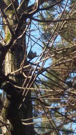 Low angle view of bird perching on tree in forest