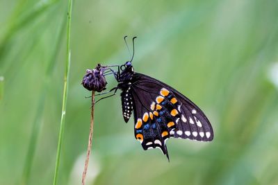 Butterfly pollinating flower