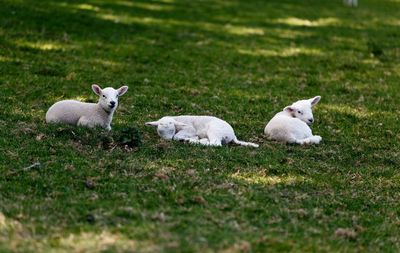 View of sheep on field