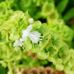 Close-up of flower blooming outdoors