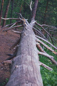 Close-up of tree trunk