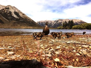 Duck with ducklings perching on lakeshore against mountains
