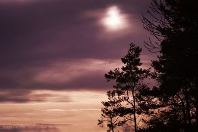 Low angle view of trees against cloudy sky