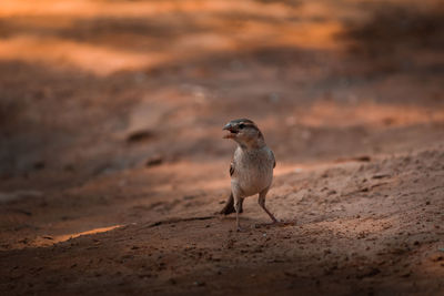 Bird on beach