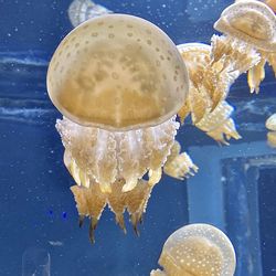 Close-up of jellyfish swimming in sea