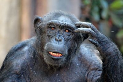 Close-up portrait of monkey