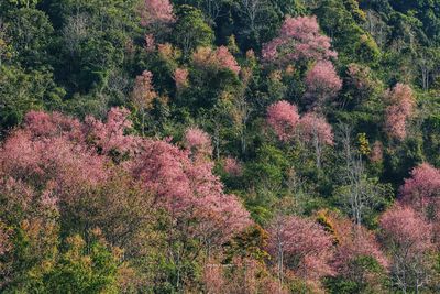 High angle view of pink flowering trees in forest