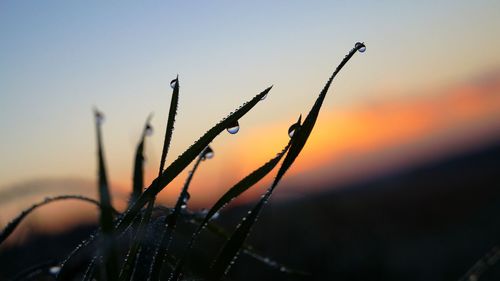 Close-up of plants against sky during sunset