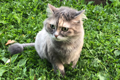 Portrait of a cat on field