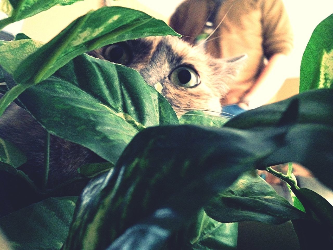 My cat thinks shes on the jungle