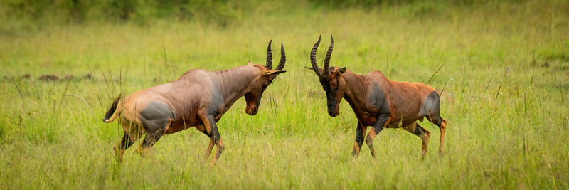 Panorama of male topis challenging each other