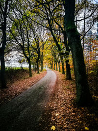 Road amidst trees in forest during autumn