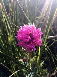 Close-up of pink flowers