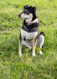 Dog looking away on field