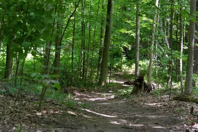 Scenic view of trees in forest