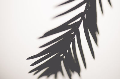 Silhouette leaves against white background