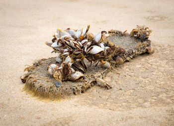 Close-up of crab on sand