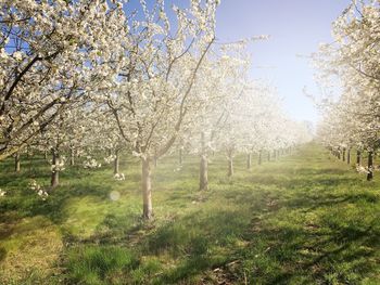 View of cherry blossom tree in field