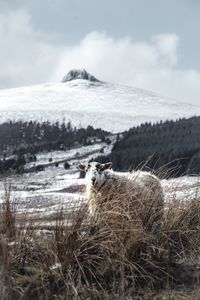 Scenic view of landscape against sky during winter