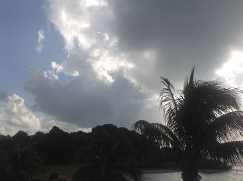 Low angle view of palm trees against sea