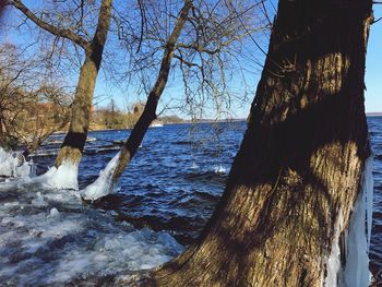 Bare tree by sea against sky